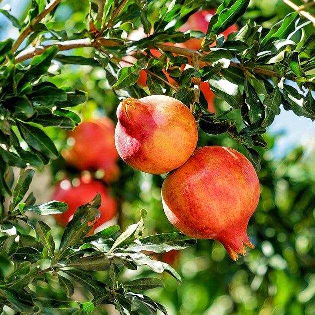 Reifer Granatapfel