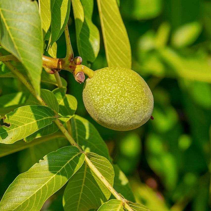 Walnussfrucht an einem Baum