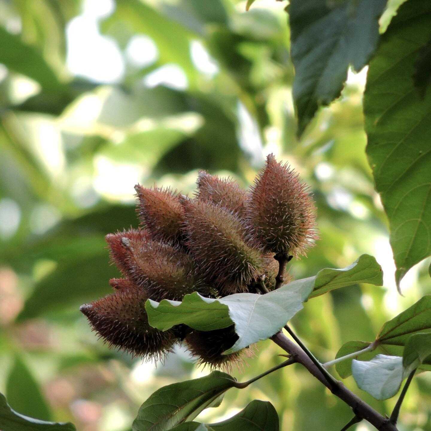 Annatto-kapselfruechte-am-ast