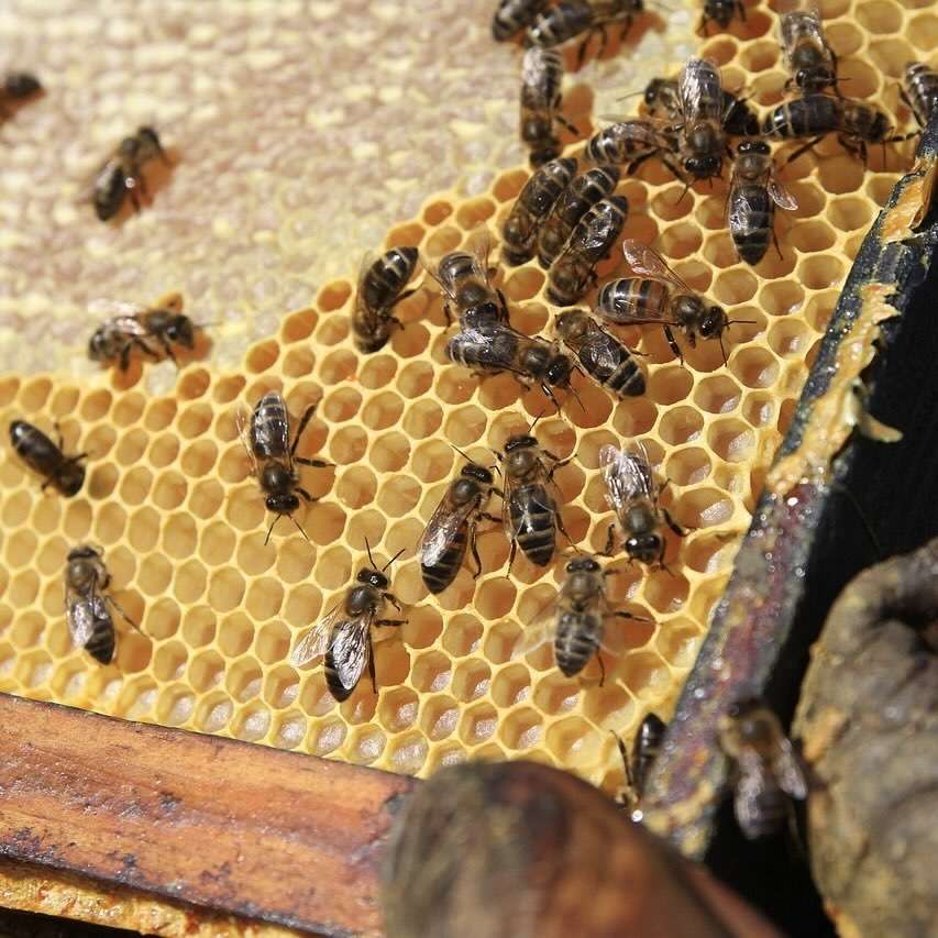 Bienenwachs – Rohstoff für natürliche Kreiden aus Pflanzenfarben