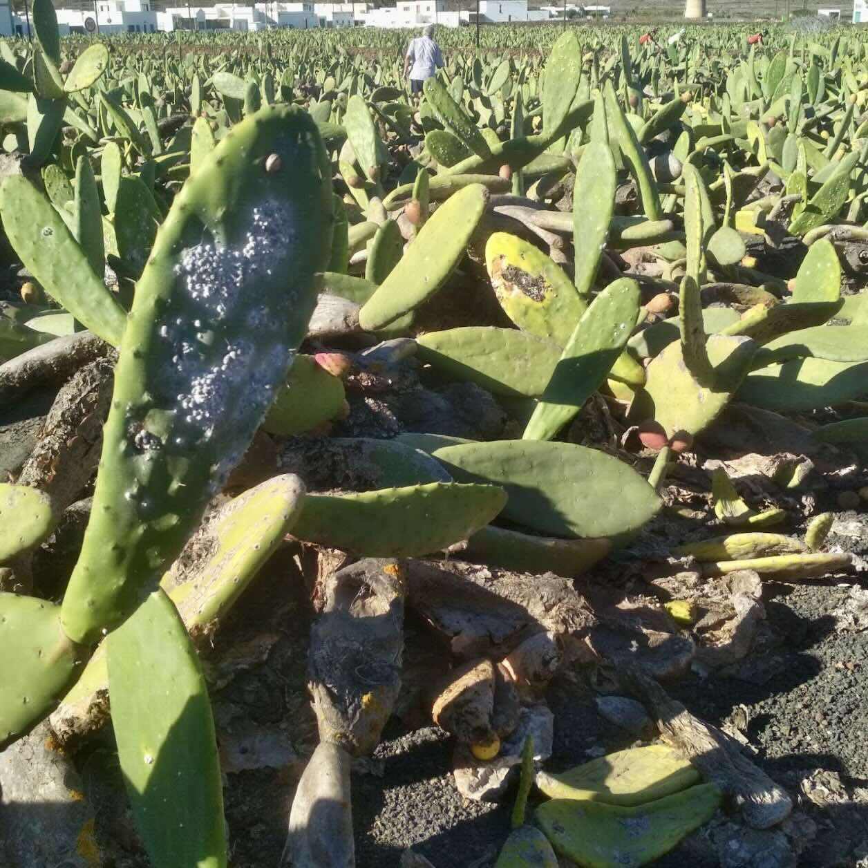 Cochenille-Läuse (Dactylopius coccus) auf Kaktus-Nopal in der Farmlandschaft von Guatiza, Lanzarote – traditioneller Anbau für natürliche rote Farbstoffe