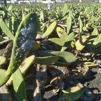 Cochenille-Läuse (Dactylopius coccus) auf Kaktus-Nopal in der Farmlandschaft von Guatiza, Lanzarote – traditioneller Anbau für natürliche rote Farbstoffe