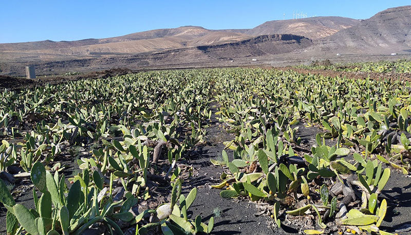 Cochinillas_Guatiza-2