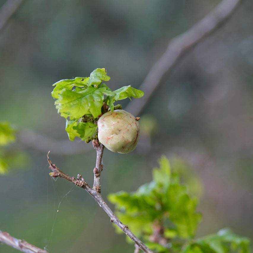 Gallapfel an einem Baum