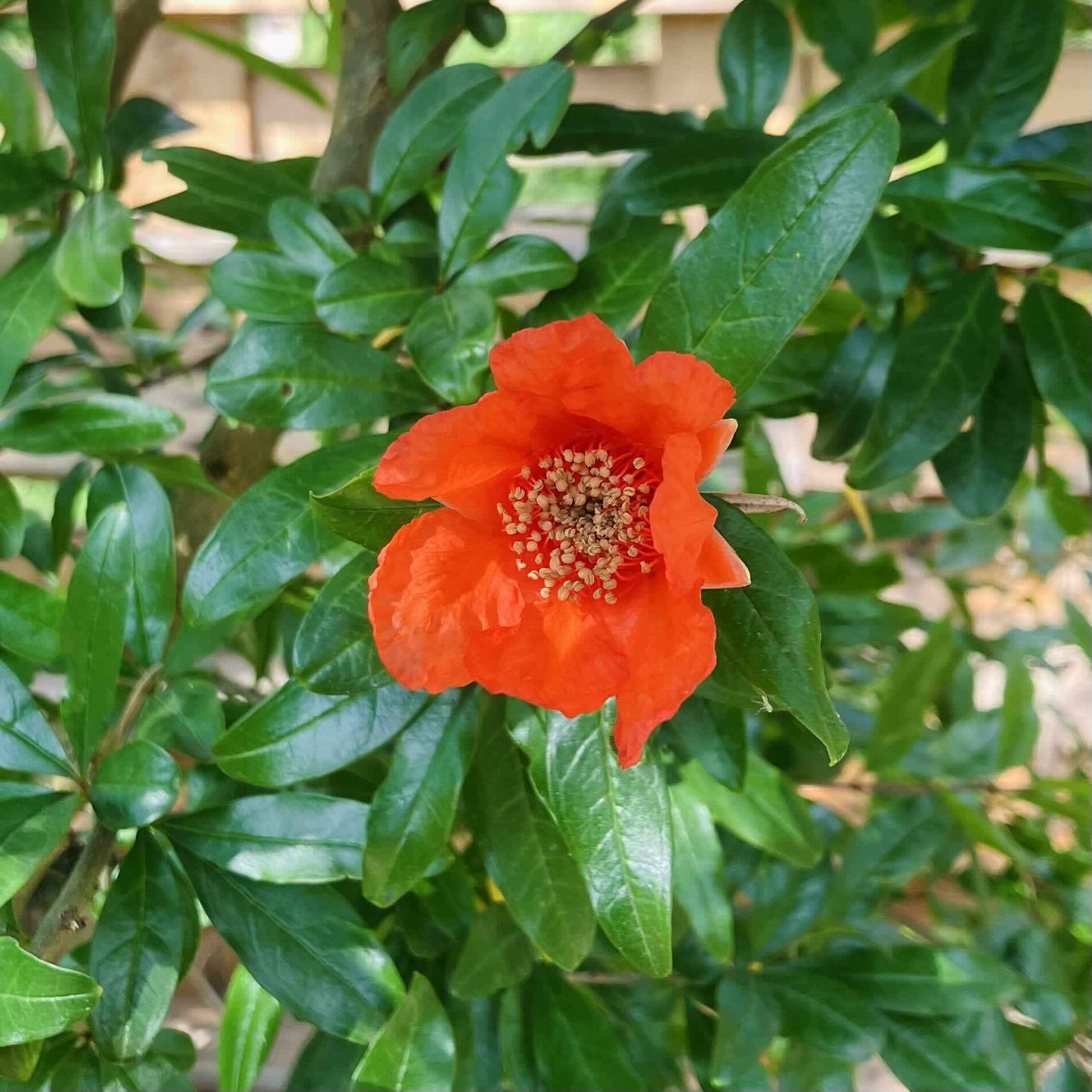 Granatapfelblüte im Färbergarten am Hof Emschermündung