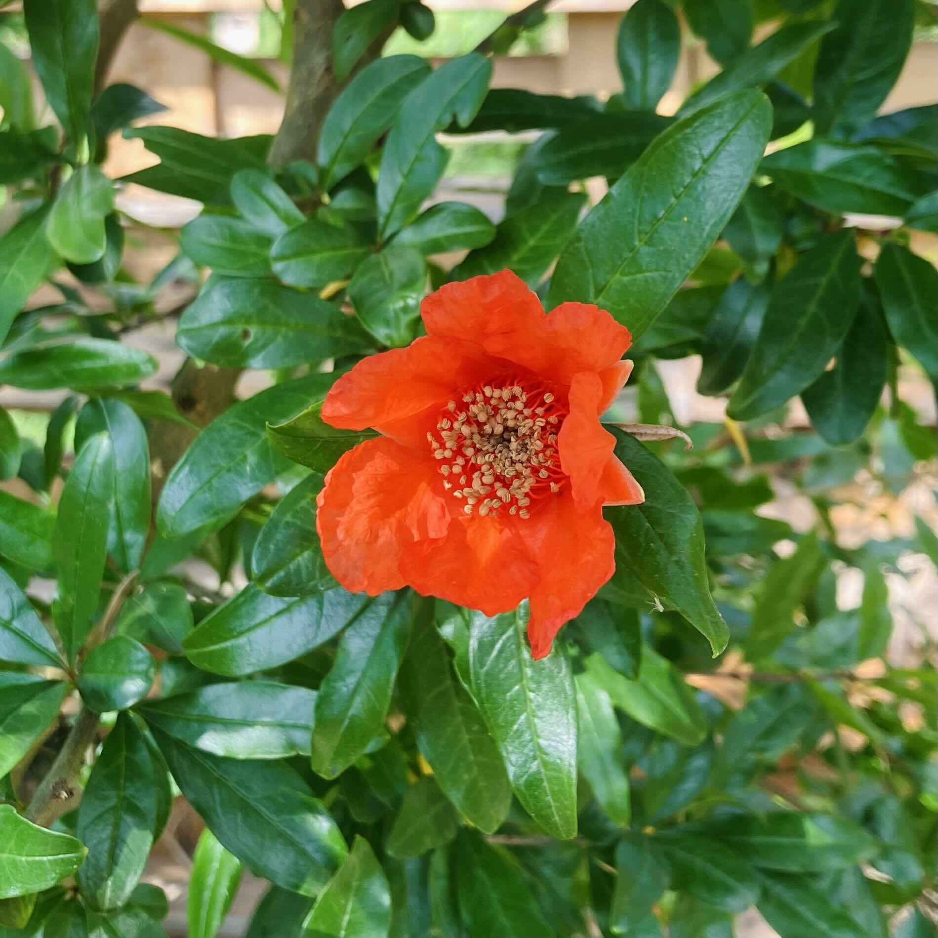 Granatapfelblüte im Färbergarten am Hof Emschermündung