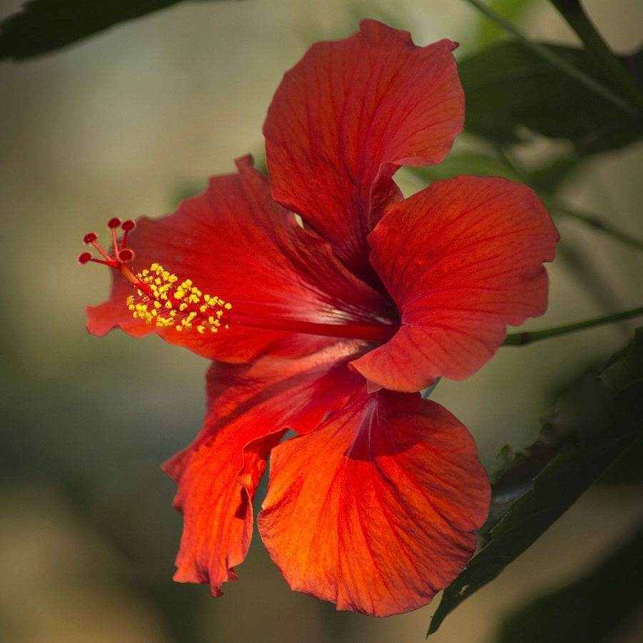 Hibiskusblüte