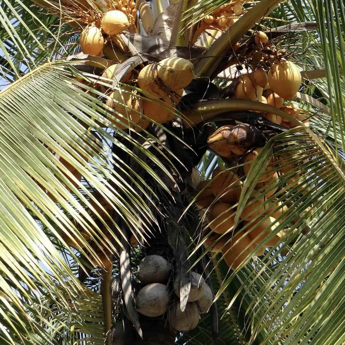 Kokospalme Pflanze der nachhaltigen Zeichenkohle