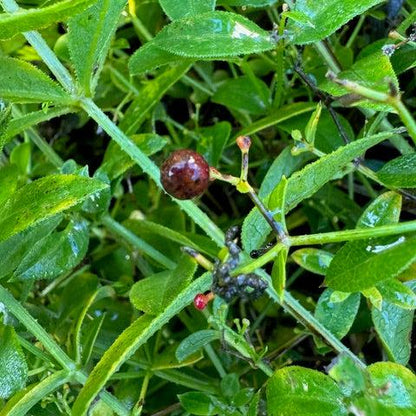 Krapp als traditionelle rote Färbepflanze Europas