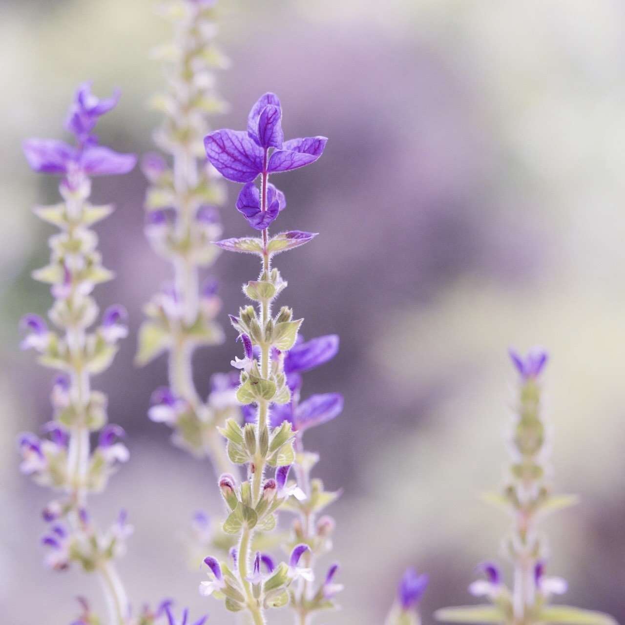 Lavendel - natürlicher Pflanzenfarbstoff