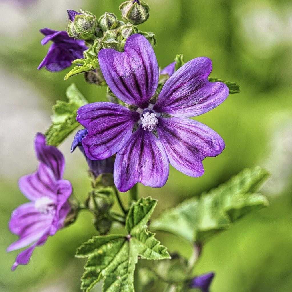 Malvenblüte