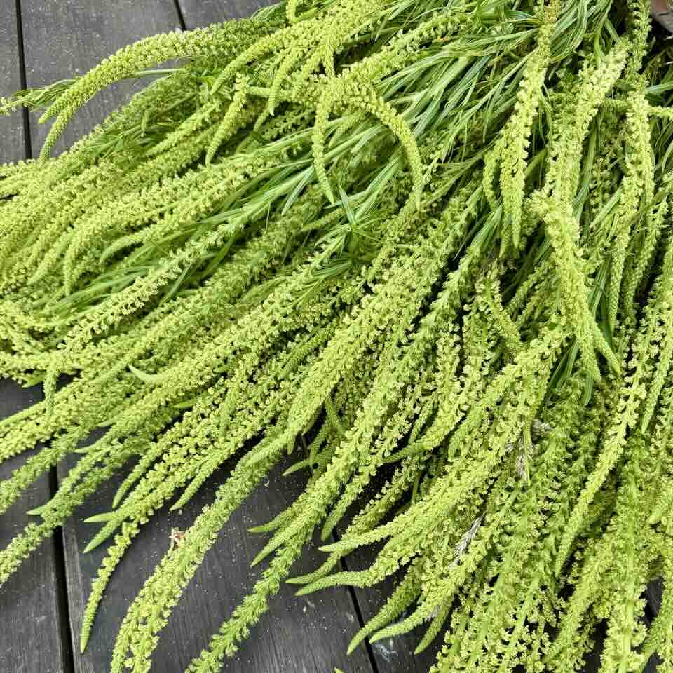 Geerntete Resede (Färber-Resede) als Naturfarbstoff-Lieferant