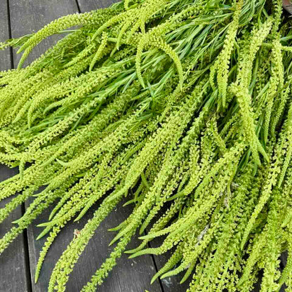 Geerntete Resede (Färber-Resede) als Naturfarbstoff-Lieferant