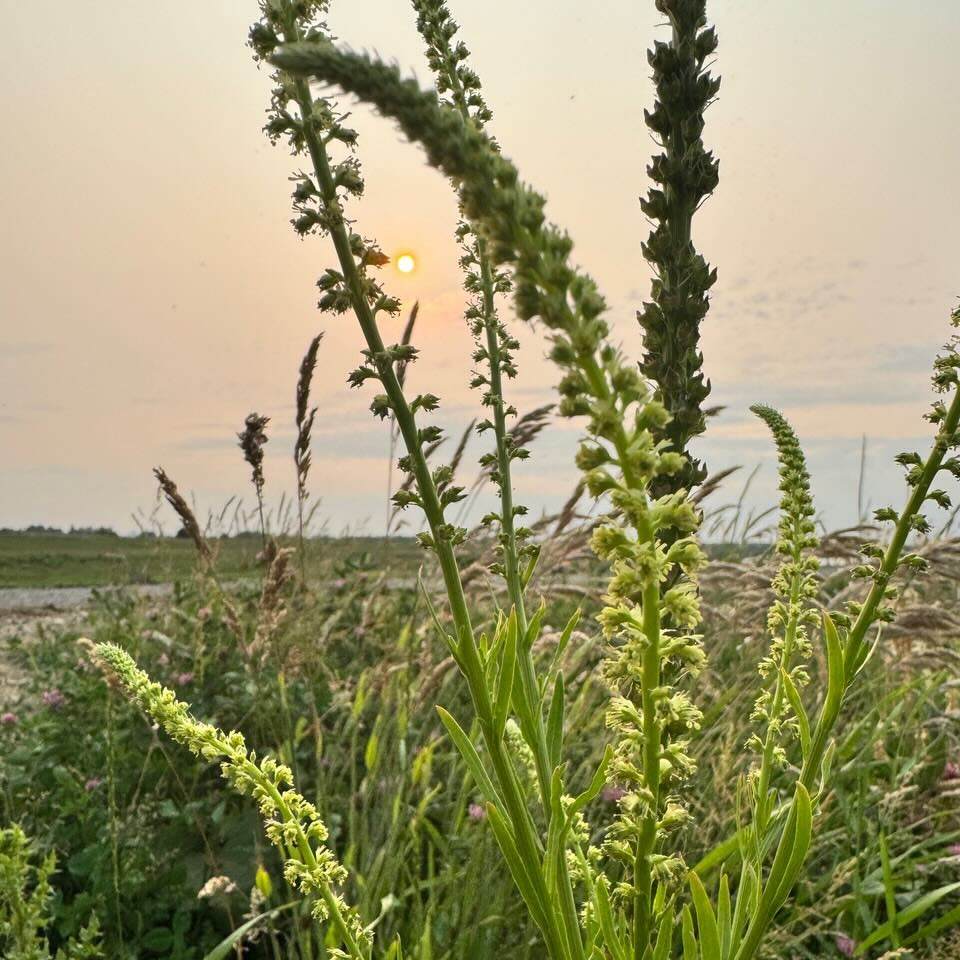 Resede (Färberwau) als bewährte Pflanze in der Naturfärberei