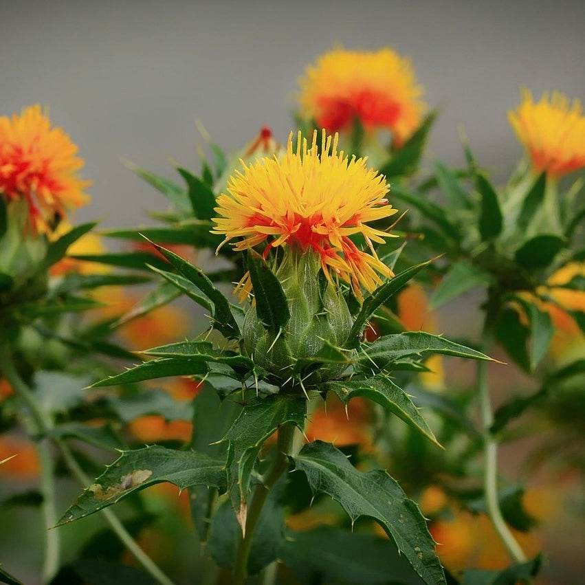 Saflorblüten auch Färberdistel genannt