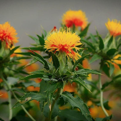 Saflorblüten auch Färberdistel genannt