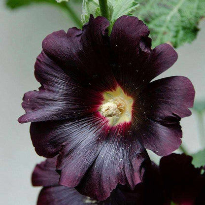 Blüte der schwarzen Stockrose