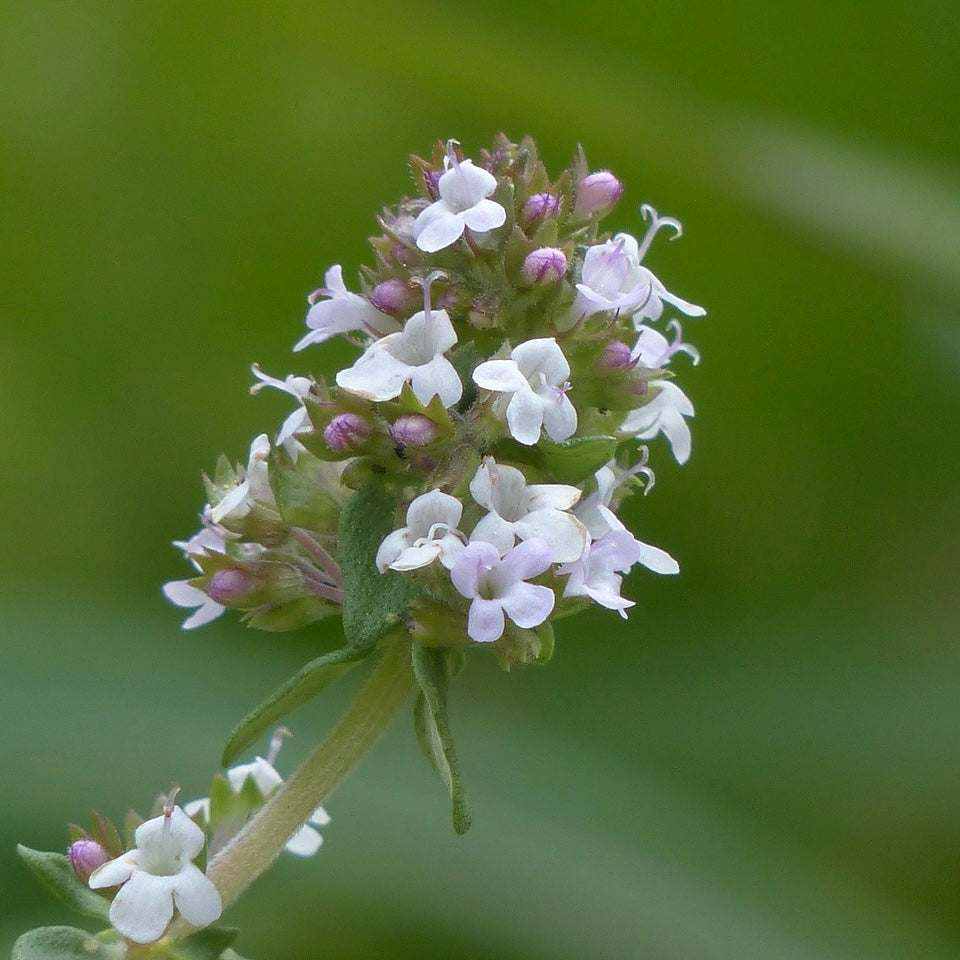 Thymian Thymus vulgaris für ätherisches Öl
